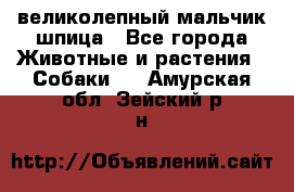 великолепный мальчик шпица - Все города Животные и растения » Собаки   . Амурская обл.,Зейский р-н